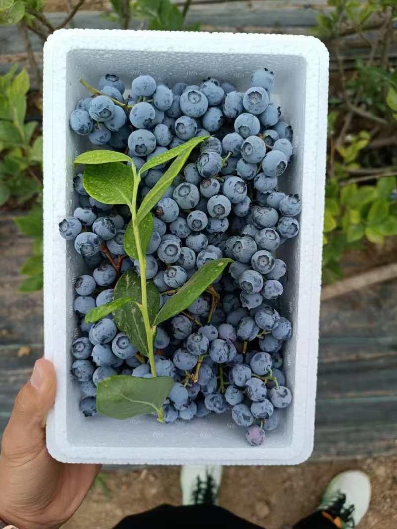新鲜头茬蓝莓大串果