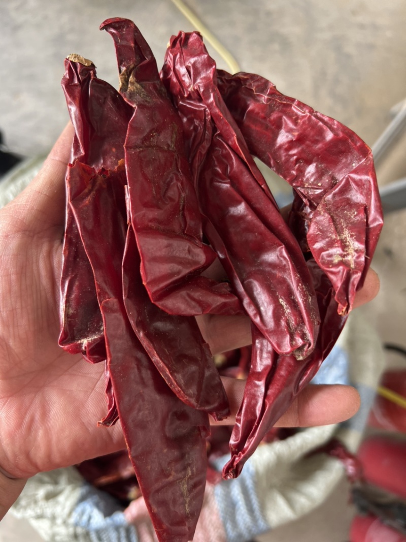 精品红龙23，上色辣椒，高色价里外红，打细粉和粗粉