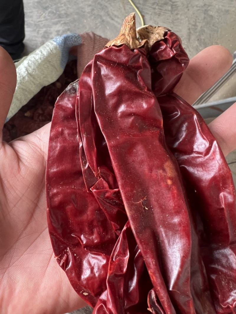 精品红龙23，上色辣椒，高色价里外红，打细粉和粗粉