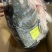 大鳙鱼头