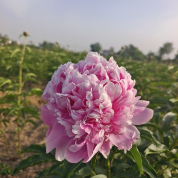 芍药鲜切花，