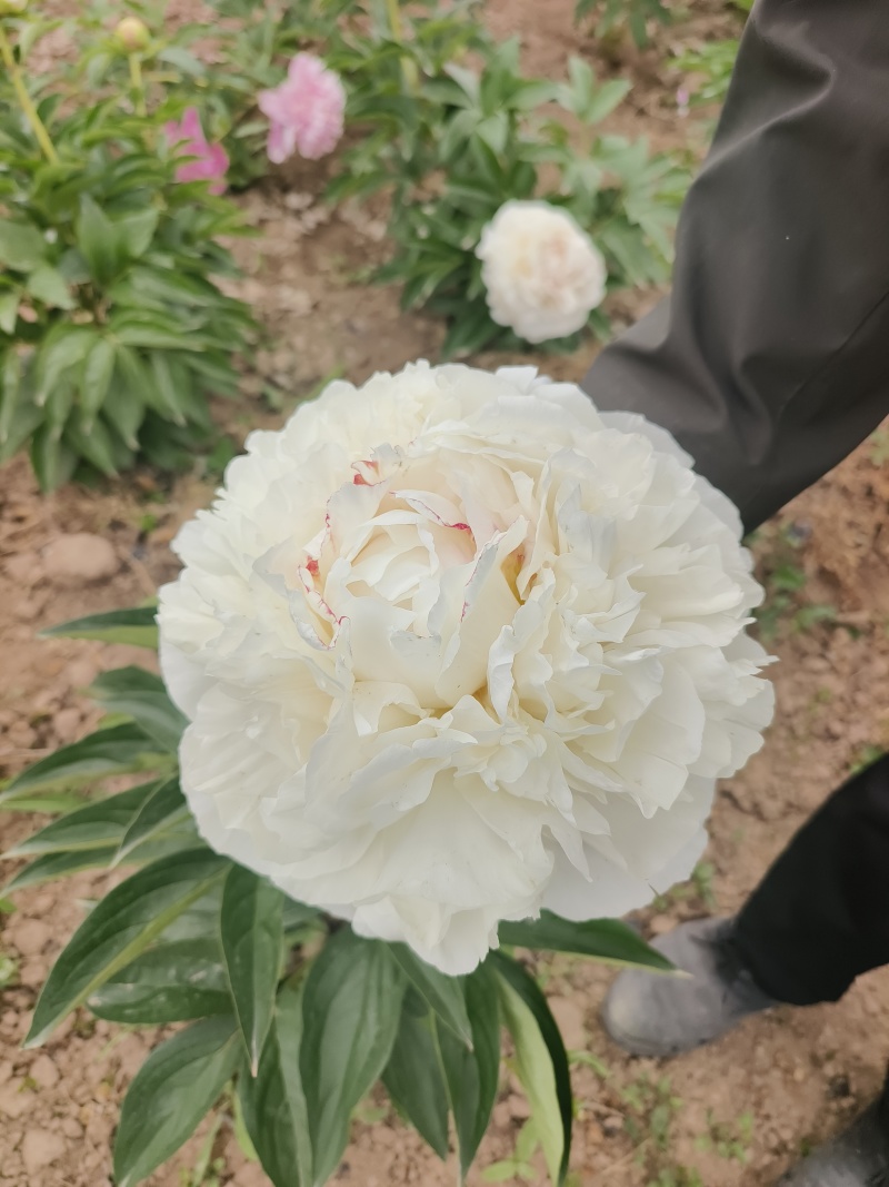 芍药鲜切花，