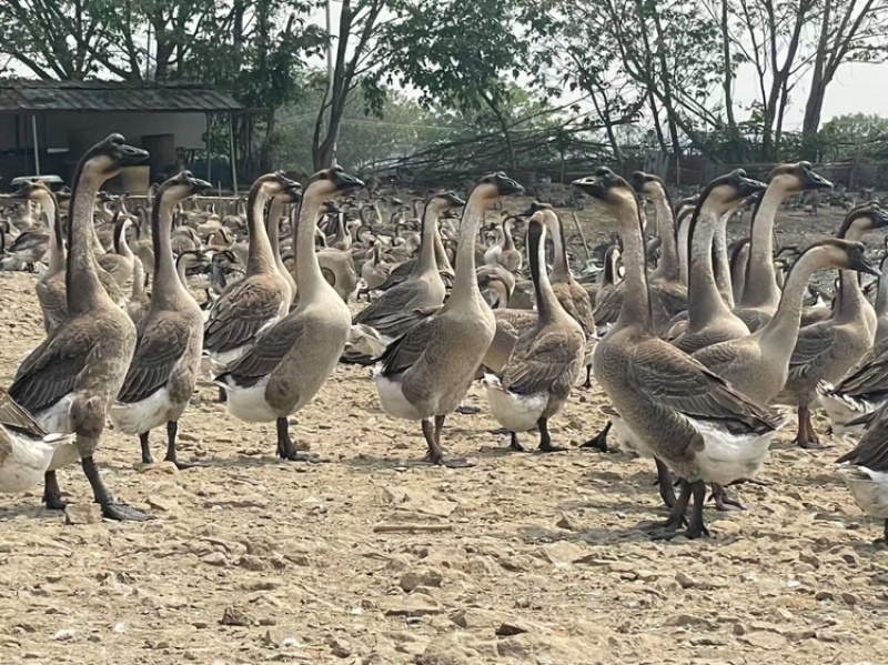 广东马冈鹅苗，只只包靓