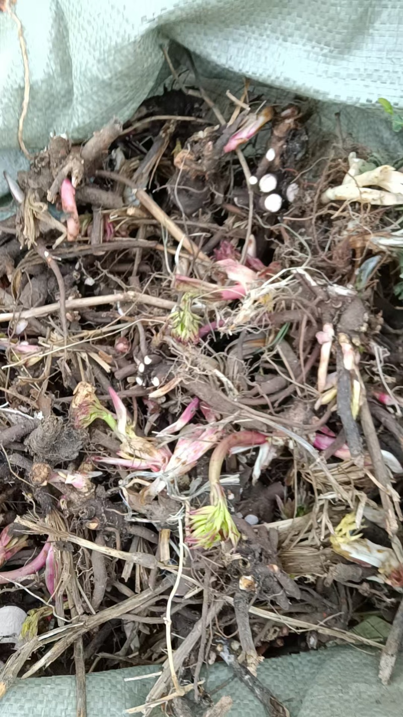 赤芍，赤芍芽头