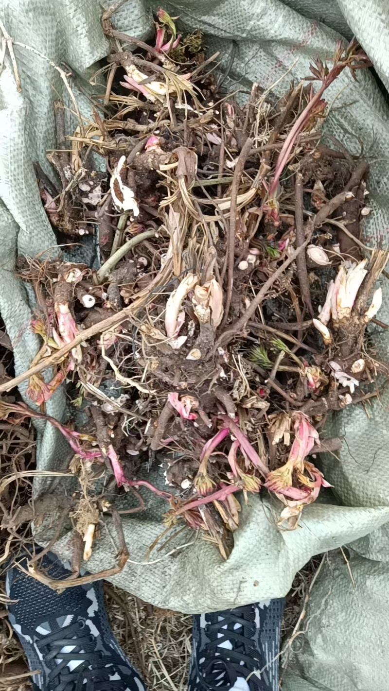 赤芍，赤芍芽头