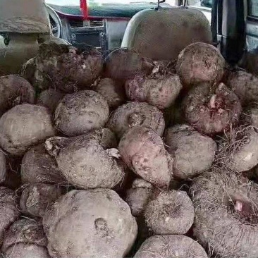重庆巫溪花魔芋专业种植户大量新鲜花魔芋现采挖批发零售