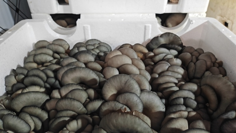 鲜平菇批发，整车发货电话或视频看货谈价