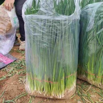 【实力优选】河南精品小葱/四季小葱/精品四季小葱/价美