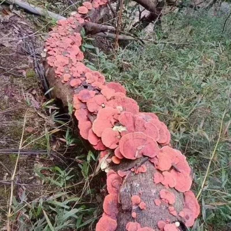 深山野生牛樟芝红栓菌红老木菌大量供应