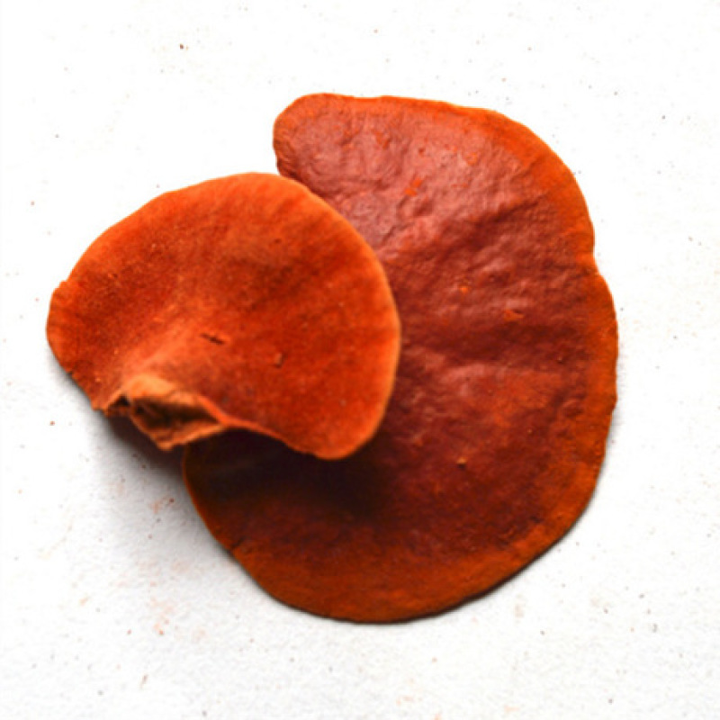 深山野生牛樟芝红栓菌红老木菌大量供应