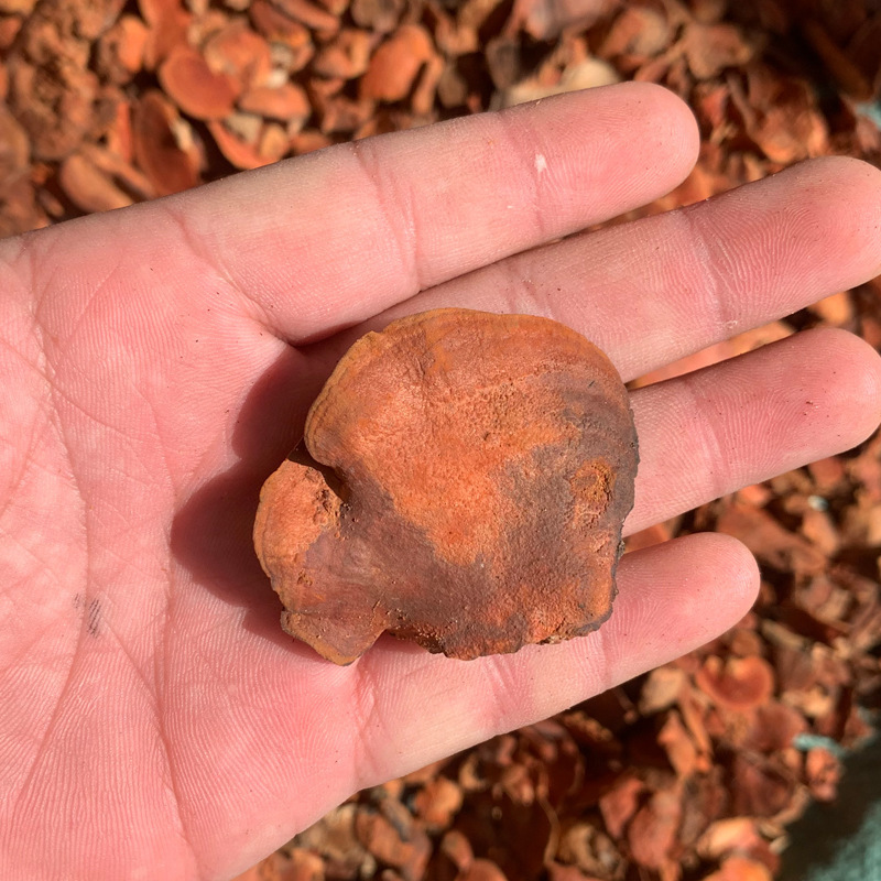 深山野生牛樟芝红栓菌红老木菌大量供应