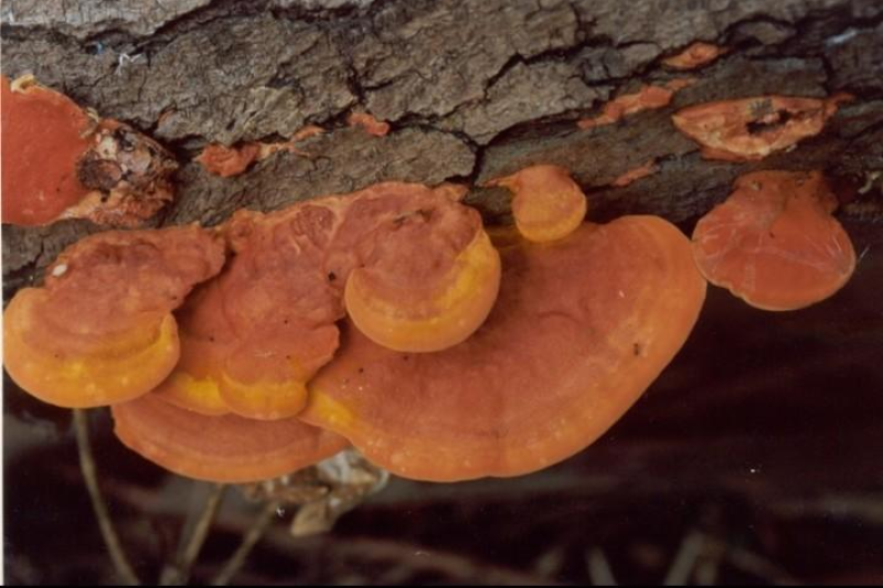 深山野生牛樟芝红栓菌红老木菌大量供应