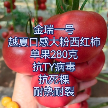 金瑞一号越夏口感大粉西红柿苗抗病毒抗死棵抗灰叶斑耐热耐裂