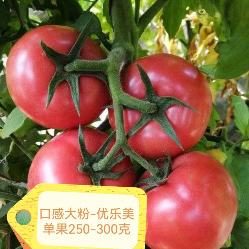 金瑞一号越夏口感大粉西红柿苗抗病毒抗死棵抗灰叶斑耐热耐裂