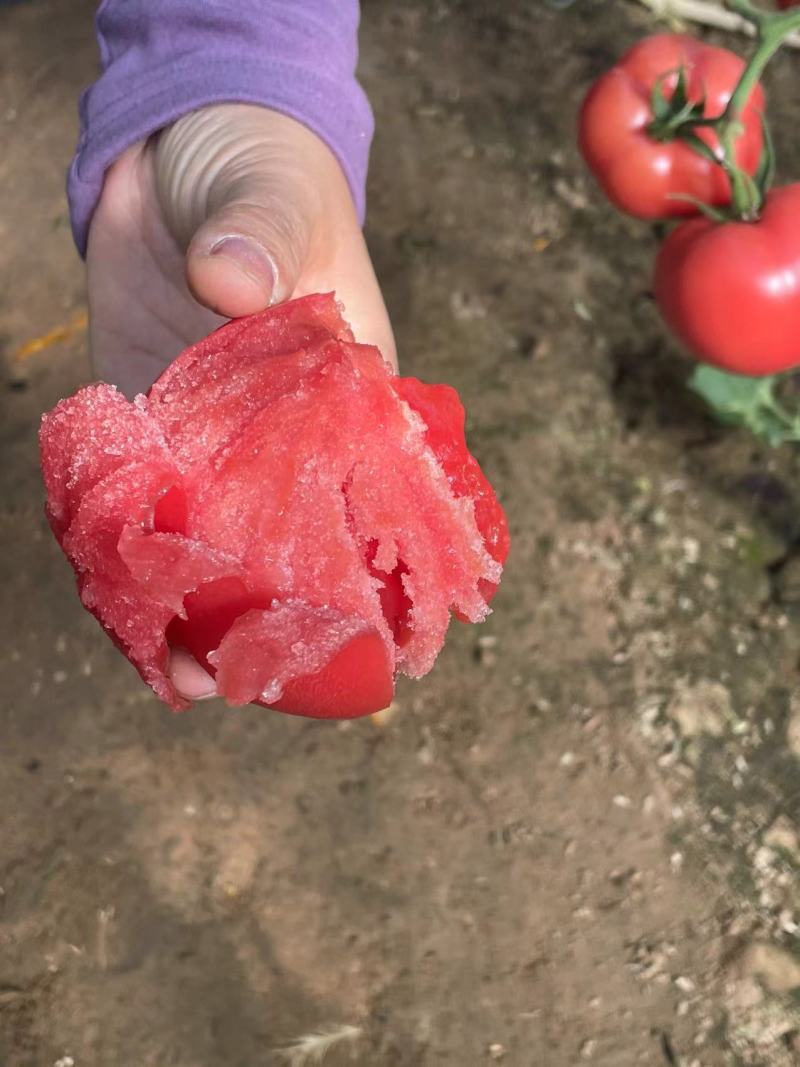 金瑞一号越夏口感大粉西红柿苗抗病毒抗死棵抗灰叶斑耐热耐裂