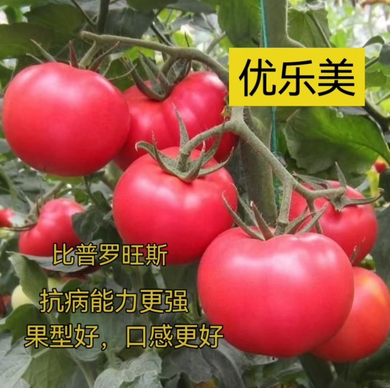 金瑞一号越夏口感大粉西红柿苗抗病毒抗死棵抗灰叶斑耐热耐裂