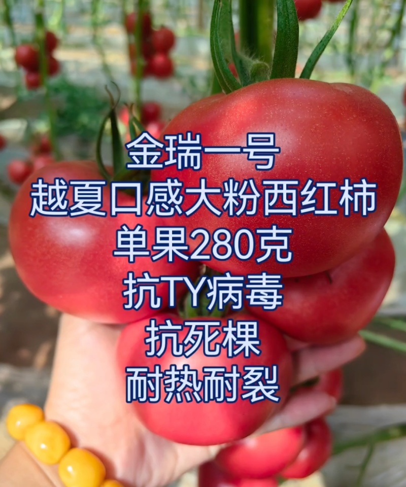 金瑞一号越夏口感大粉西红柿苗抗病毒抗死棵抗灰叶斑耐热耐裂