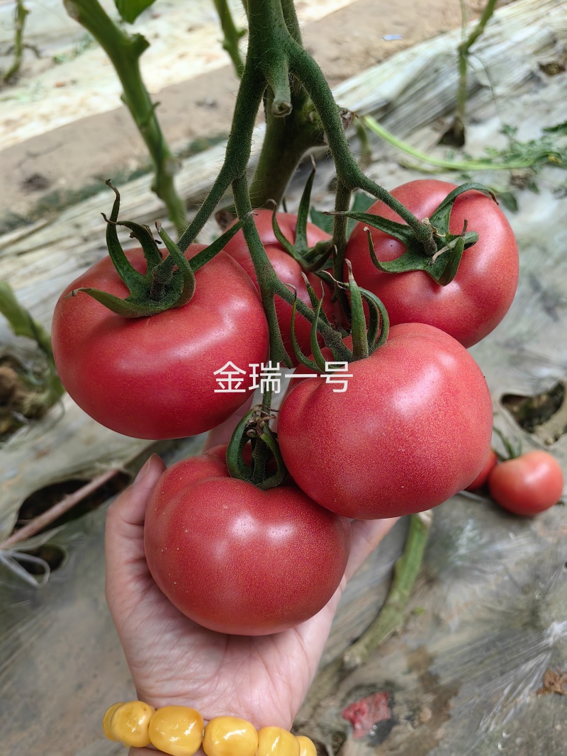 金瑞一号越夏口感大粉西红柿苗抗病毒抗死棵抗灰叶斑耐热耐裂