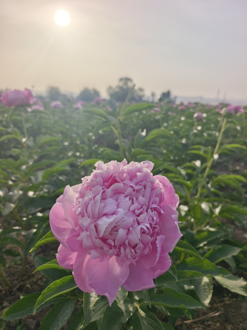芍药鲜切花基地