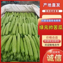 【热卖中】兰陵苦瓜绿元帅大量上市保质保量价格优惠