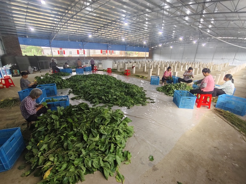 新鲜桑叶广东阳江市规模化种植基地（可长期大量供应）