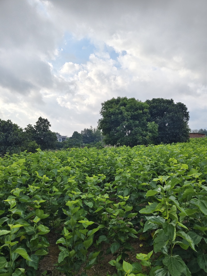新鲜桑叶广东阳江市规模化种植基地（可长期大量供应）