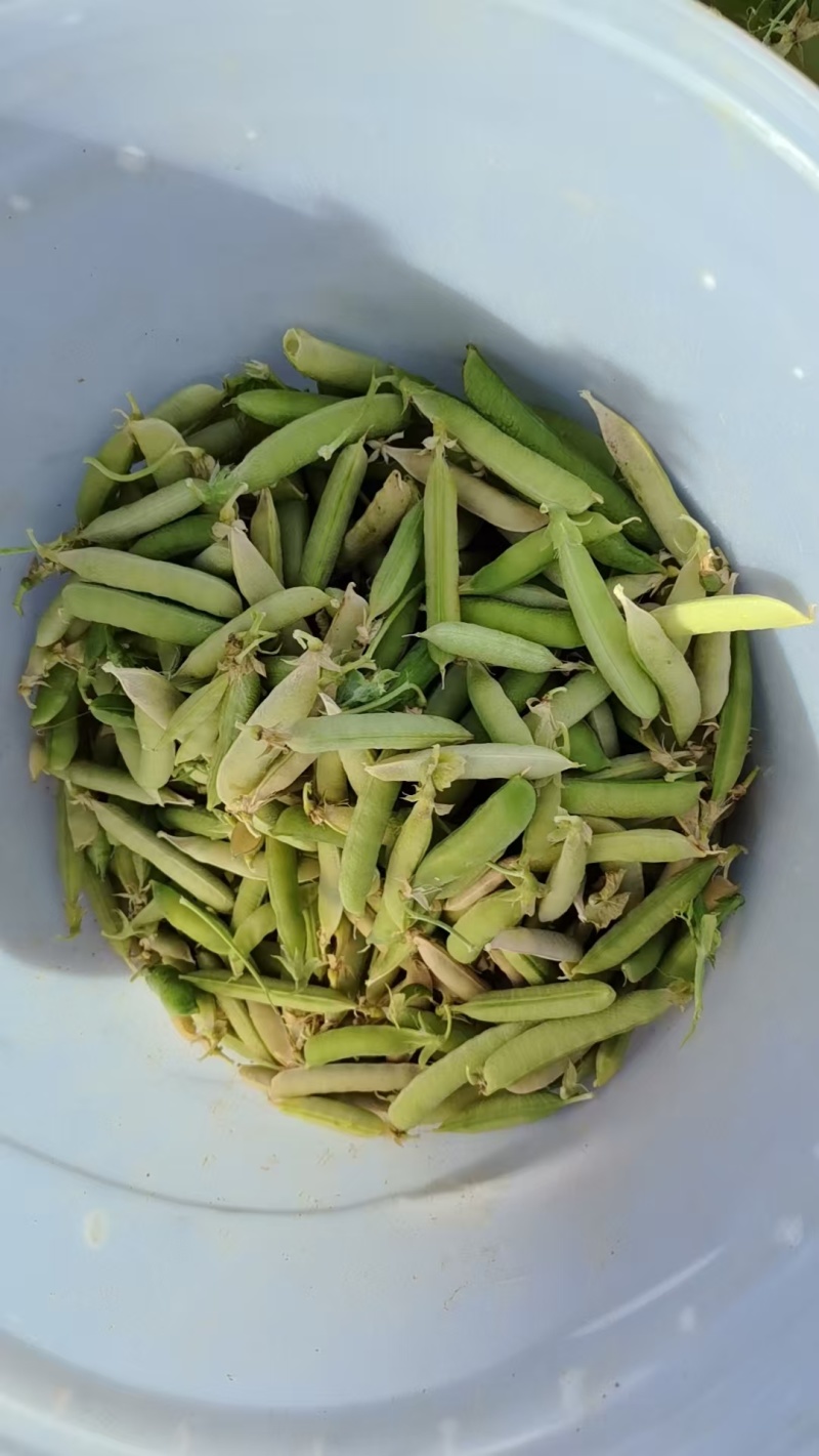 碗豆荚