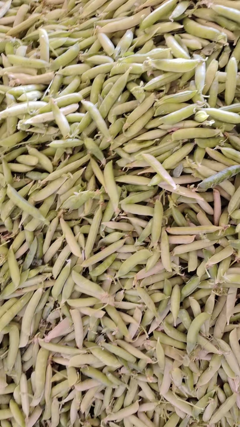 碗豆荚