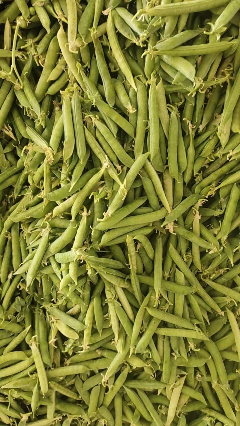 碗豆荚
