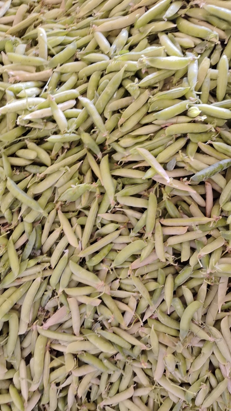 碗豆荚