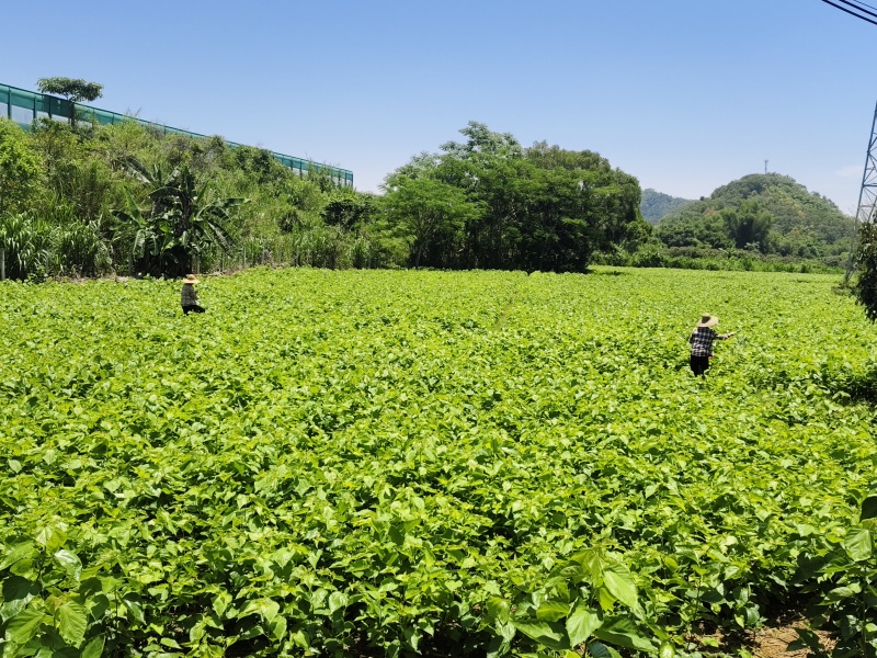 新鲜桑叶广东阳江市规模化种植基地（可长期大量供应）