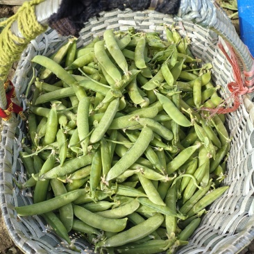 碗豆荚