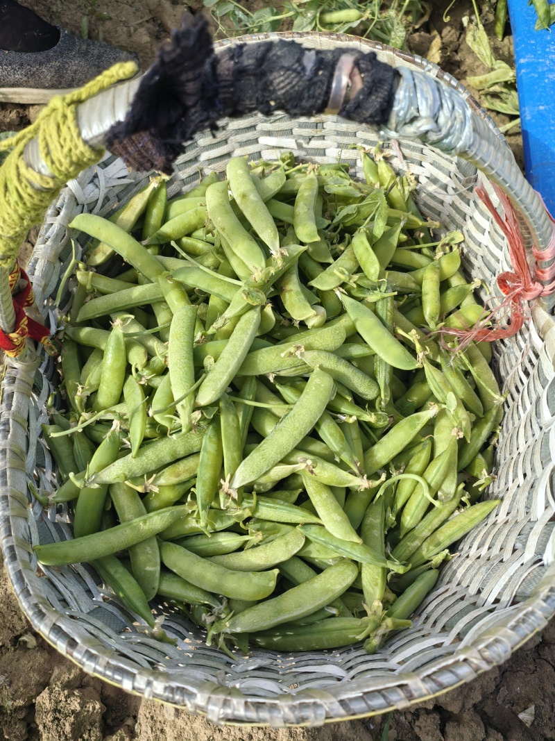 碗豆荚