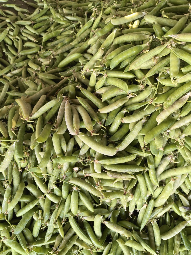 碗豆荚