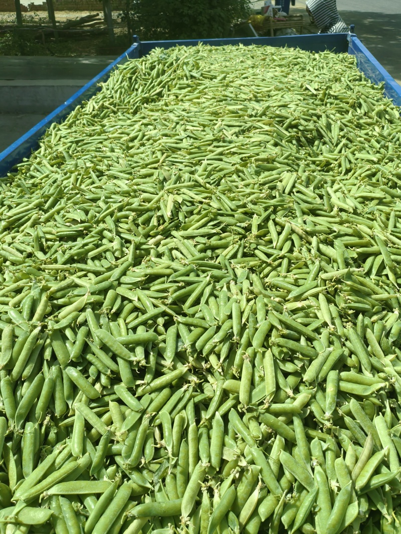 碗豆荚