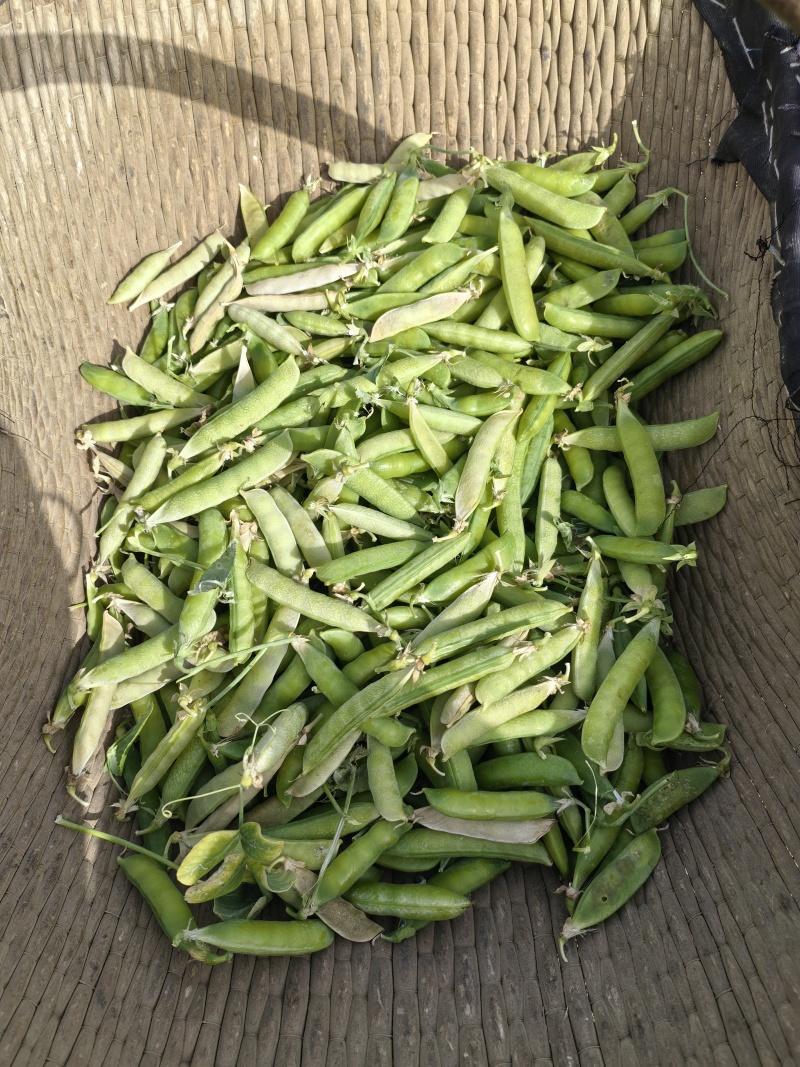 碗豆荚