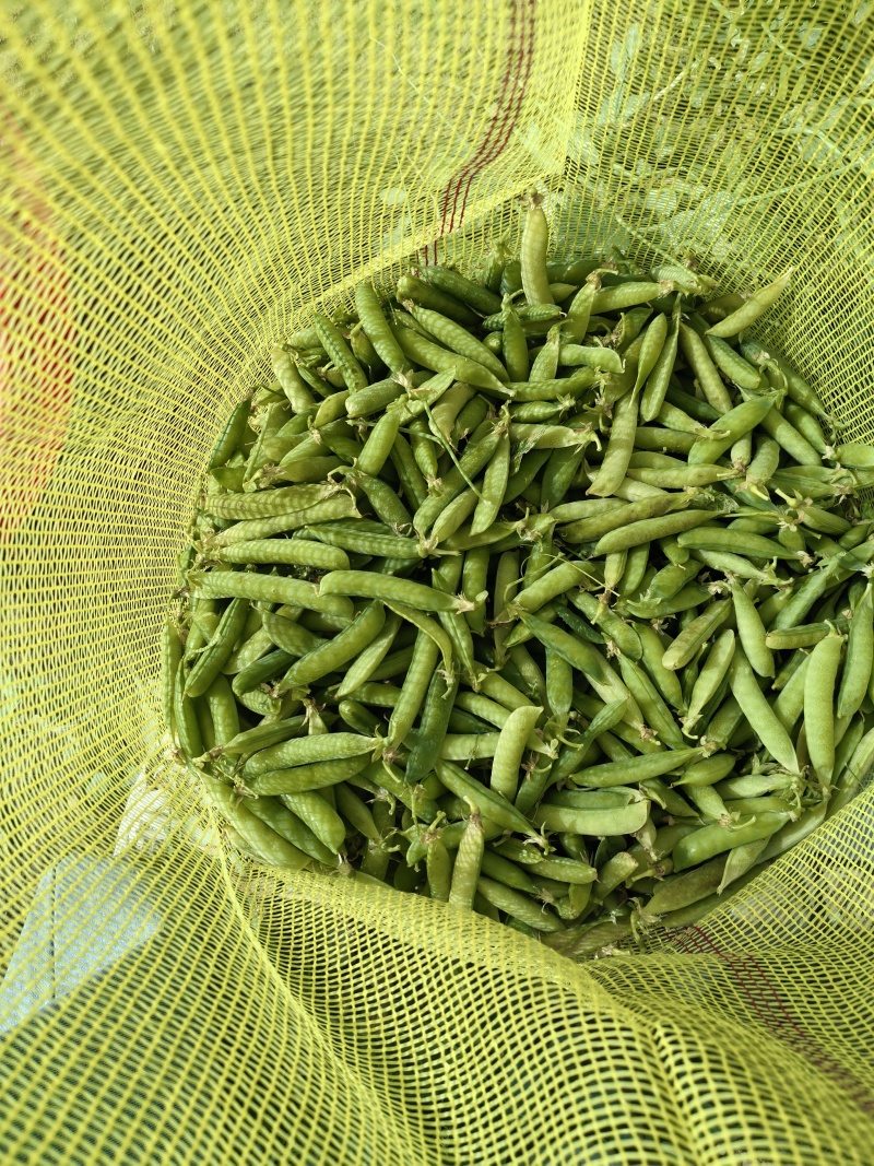 碗豆荚