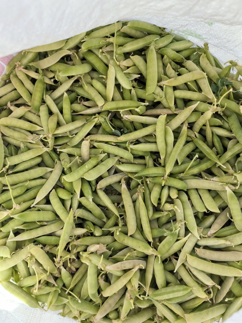 碗豆荚