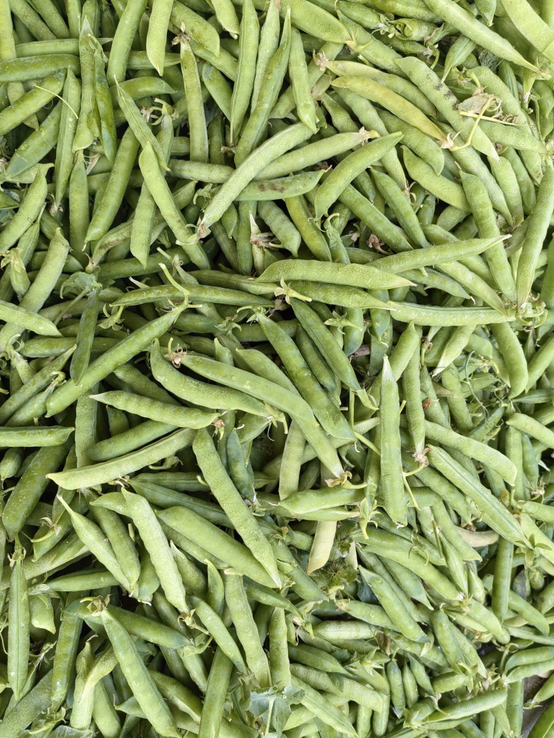 碗豆荚