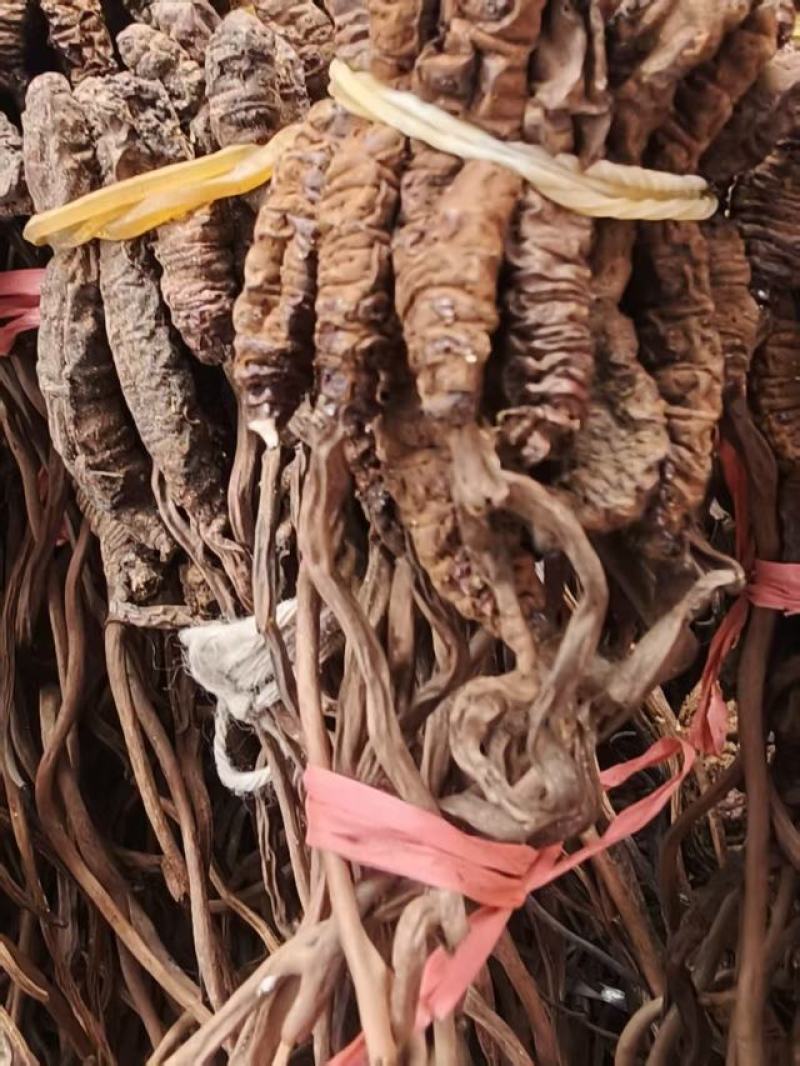 虫草大量上市品质上乘价格优惠支持视频看货欢迎下单