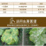 一代霜娇80%稀酰吗啉黄瓜霜霉病