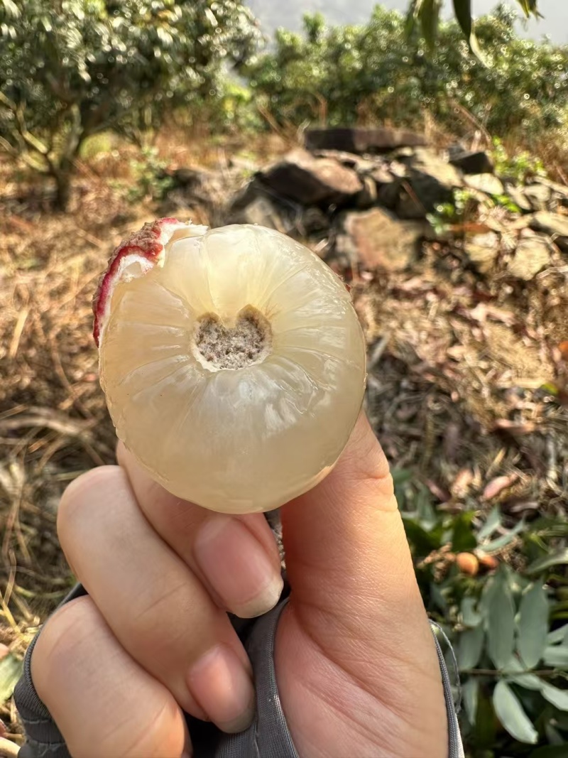 云南妃子笑大量上市现摘现发品质保证欢迎来电洽谈