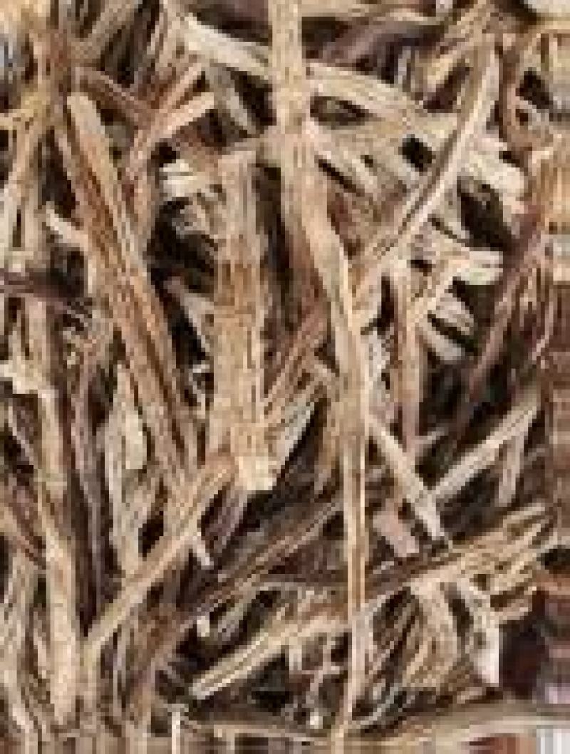 野生大凉山干竹笋大量供货品质保证下单品尝诚信经营