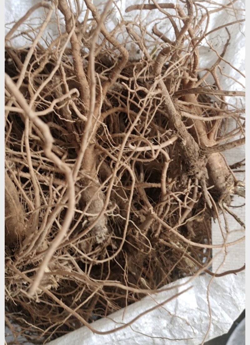 山西柴胡/中药柴胡根茎收购，量大从优全国发货