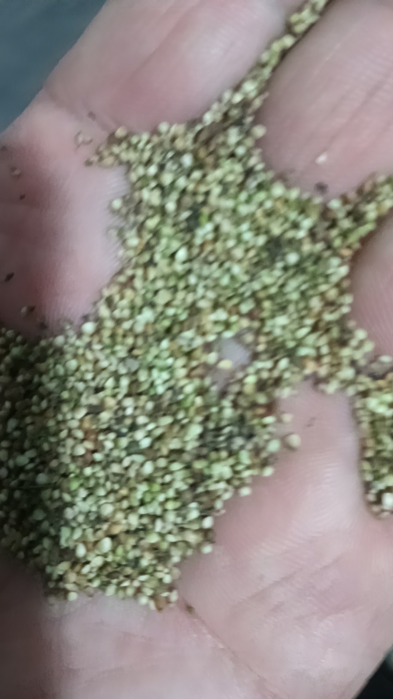 猫爪草
