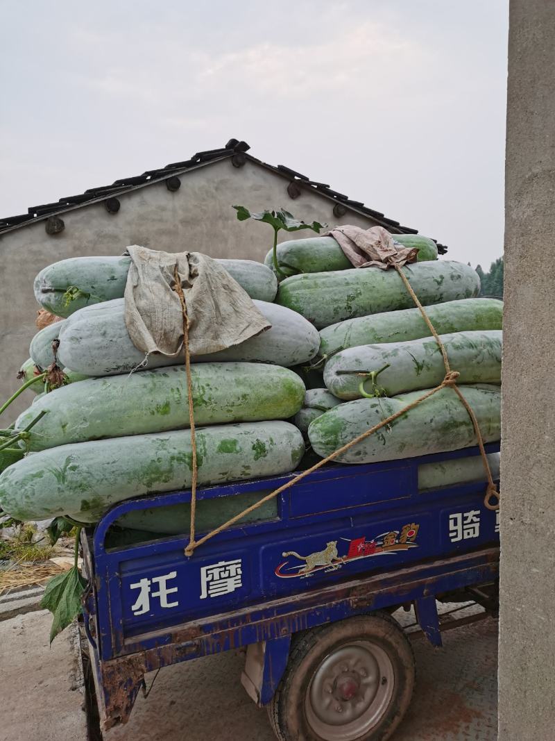 芜湖精品白皮长白条冬瓜30斤以上，产地直供保质保量