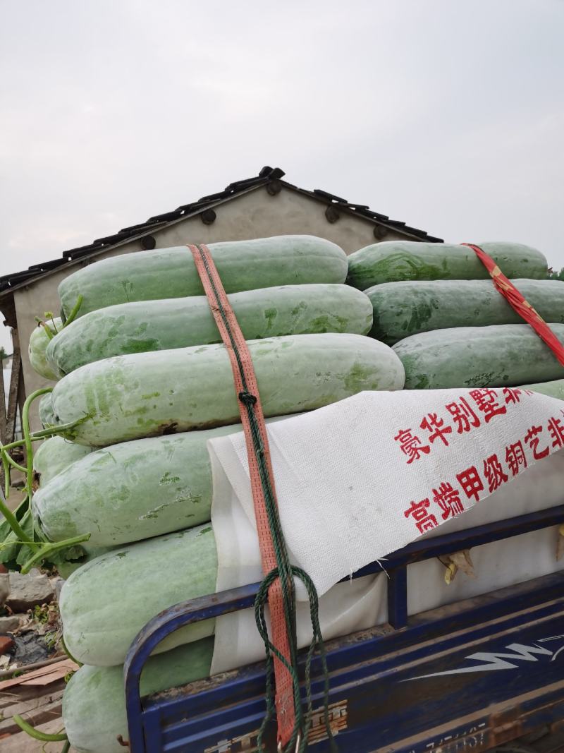 精品长条白粉冬瓜，产地直供保质保量，条形好肉厚耐运输。
