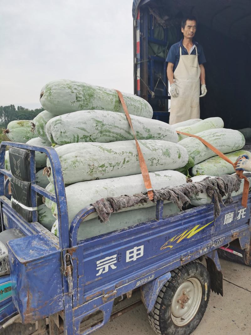 精品长条白粉冬瓜，产地直供保质保量，条形好肉厚耐运输。