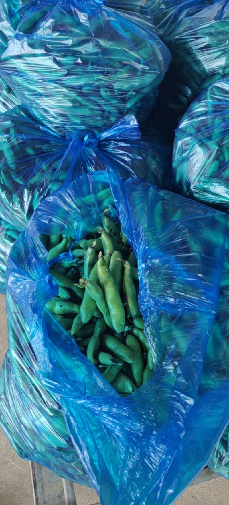 精品大豆