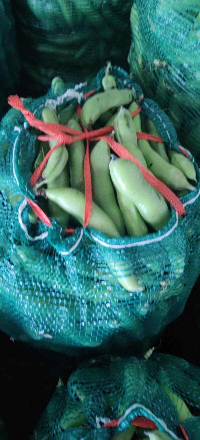精品大豆